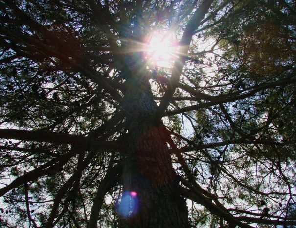 Sunlight spreading impressively among the pine needles